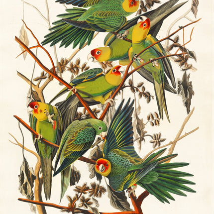 Carolina Parrot by John James Audubon